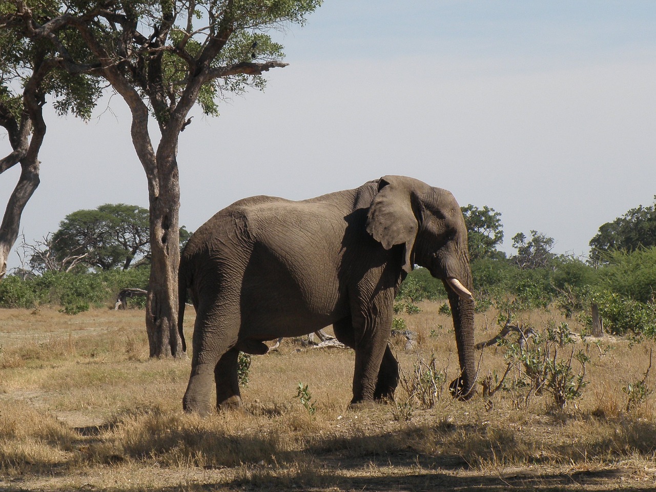 How to Be an Eco-Friendly Tourist in Botswana’s Okavango Delta